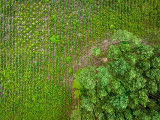 Green Pine Forest Aerial View. 