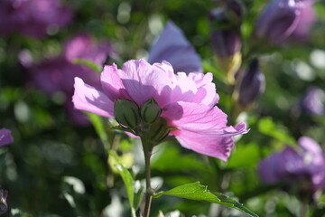 Fototapeta premium ムクゲ