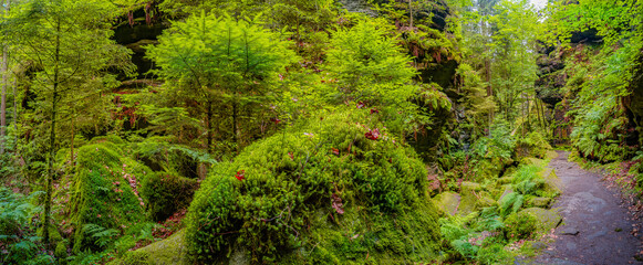Panoramic view over magical enchanted fairytale forest with moss, lichen and fern at the hiking...