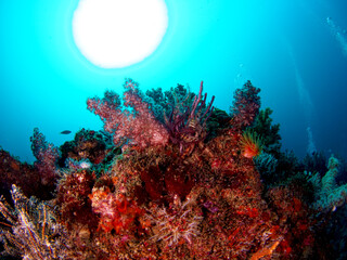 Fototapeta na wymiar Soft coral growing on rocks and the sun seen from the seabed