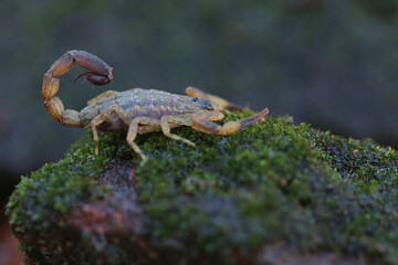 A scorpion is looking for prey on a small rock overgrown with moss. These animals like to prey on...