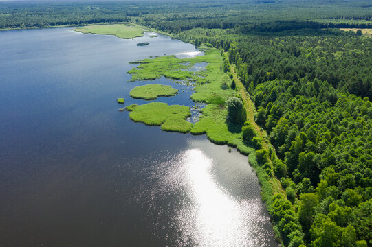 Staw hodowlany położony w lesie, w słoneczny dzień.  Brzegi i groble porośnięte są zieloną trawą. W wodzie odbija się słońce i niebieskie niebo. Zdjęcie z drona.