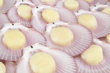 Scallop seashells background.