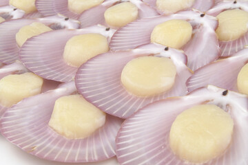Many scallop seashells close-up