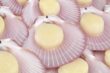 Scallop seashells background, fresh raw seafood.