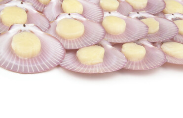 Scallop seashells isolated on white background with space for text.