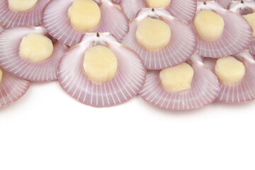 Many fresh scallop seashells isolated on white with copy space for text.