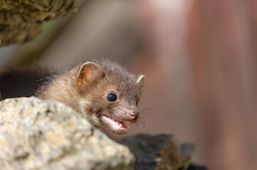 Head of smiling cute young marten closeup.  Horizontally. 