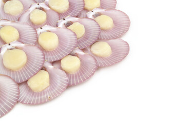 Many fresh scallop seashells isolated on white 