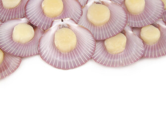 Fresh raw scallop seashells isolated on white with copy space for text.