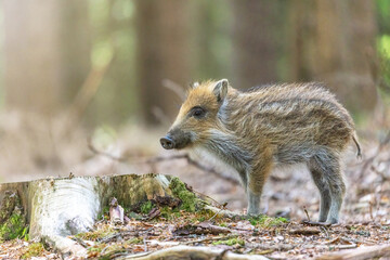Young wild boar is posing in the forest. Horizontally. 