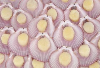 Raw scallop seashells background