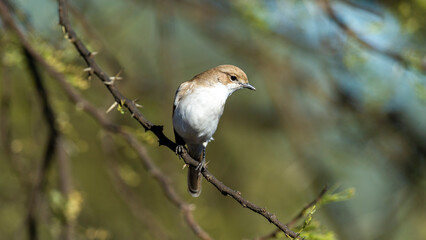 Marico Flycatcher ( Bradornis mariquensis) Pilanesberg Nature Reserve, South Africa