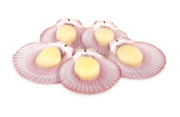 Five scallop seashells isolated on white background