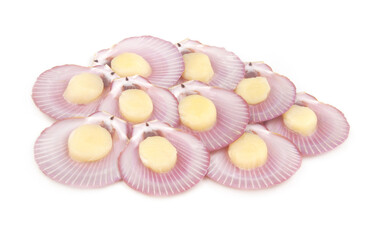 Many fresh scallop seashells isolated on white background
