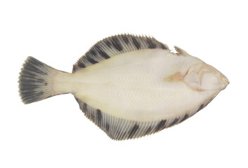 Raw flatfish or plaice fish isolated on white background