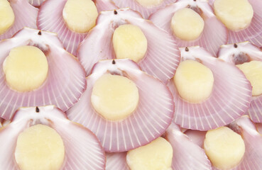 Fresh raw scallop seashells background