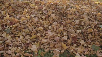 fallen leaves on grass in october