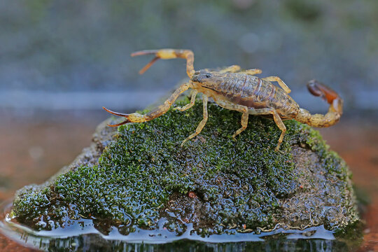 A scorpion is looking for prey on a small rock overgrown with moss. These animals like to prey on small insects.