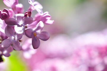 Purple lilac close-up with a blurred background and with space for text. Floral card. Blur, shallow depth of field, macro