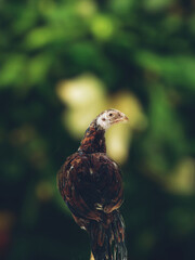 bird on the ground, bird, chicken, bird natural scenery, animals