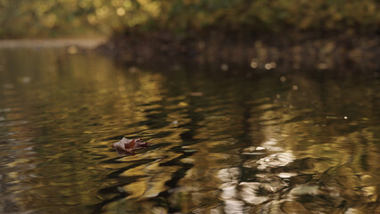 small lake or pond with fallen leaves in autumn