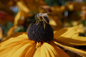 Abelha em flor amarela
