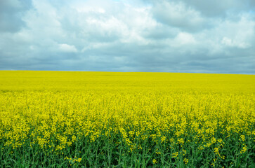 Obraz premium field of rapeseed