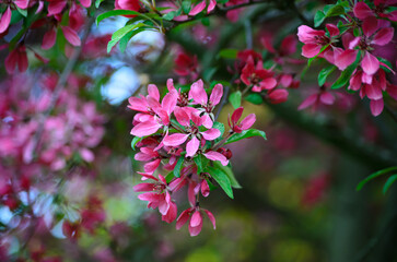 pink flowers in the garden