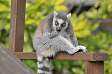 到津の森公園「ワオキツネザル」