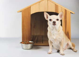 brown  short hair  Chihuahua dog sitting in  front of wooden dog house with food bowl, looking at camera, isolated on white background.