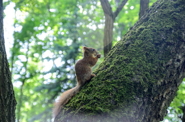 red squirrel on a tree in the forest

