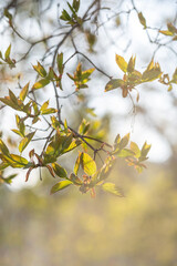 A branch with young leaves in natural conditions in spring.