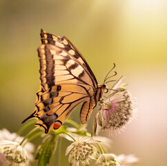 Motyl Paź Królowej © mycatherina
