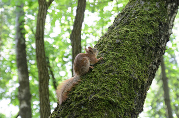 red squirrel on a tree in the forest
