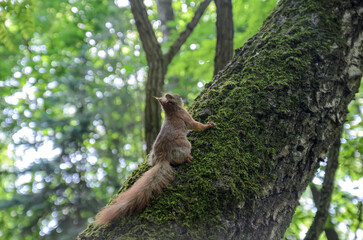 Fototapeta na wymiar red squirrel on a tree in the forest 