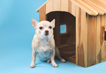 brown  short hair  Chihuahua dog sitting in  front of wooden dog house, looking at camera, isolated on blue background.