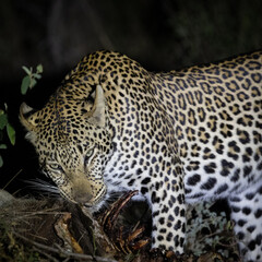 Fototapeta na wymiar a young male leopard feasting on his warthog kill