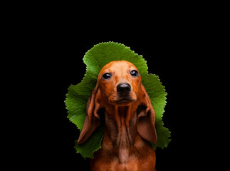 image of dog green leaf dark background 