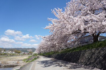 鴨川の桜