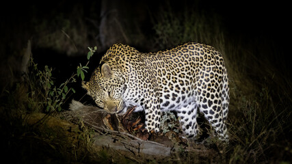 a young male leopard feasting on his warthog kill