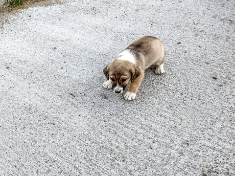 little dog in Romania. Animal