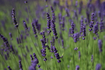beautiful wildflowers in a natural environment