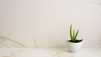 Aloe vera medicinal plant, also called aloe vera, Barbados aloe or Barbados aloe.