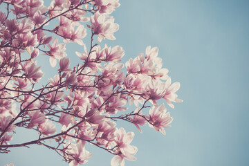 Magnolia tree in bloom against blue sky - 516137550