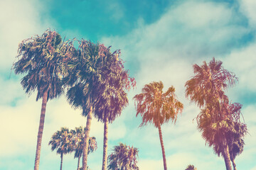 Vintage retro toned postcard of palms on Venice beach in Santa Monica, California - 516137551