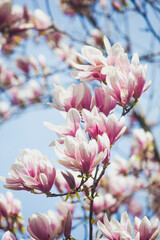 Branch of magnolia tree in bloom - obrazy, fototapety, plakaty