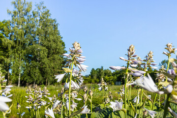 Fototapeta premium Hosta Lancifolia plant bloom in the summer garden