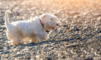 Running sealyham terrier.