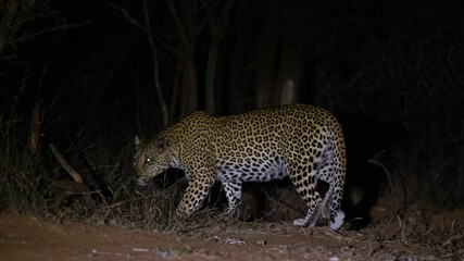 a big female leopard with a blind eye